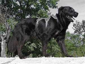 Quivo